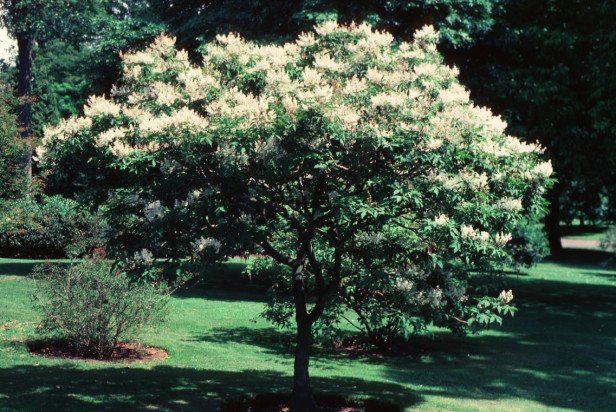 Fraxinus sieboldiana, Chinese Ash - Pb28-40