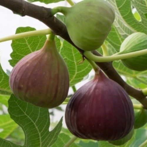 Fig Vlassoff - Pb28 (1.5m-2.5m) - Image 2