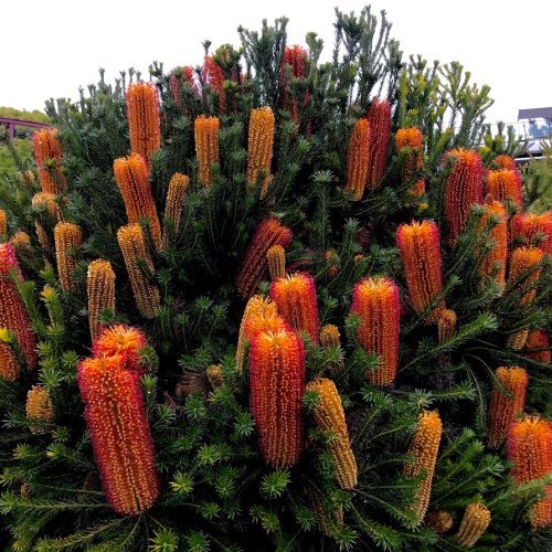 Banksia ericafolia - pb5 /pb6.5 (30/40) - Image 2