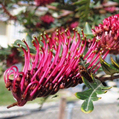 Grevillea Fanfare - 2.5Ltr - Image 2