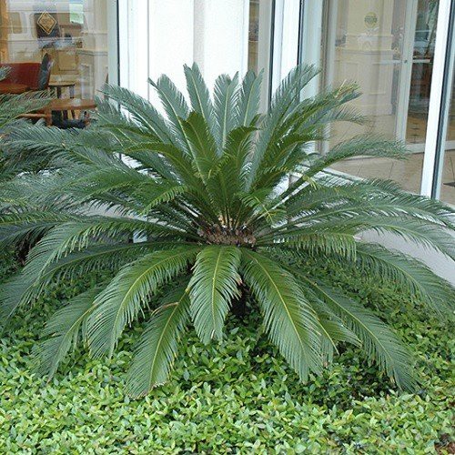 Cycas revoluta, Sago Palm - Pb6.5 (25/40)