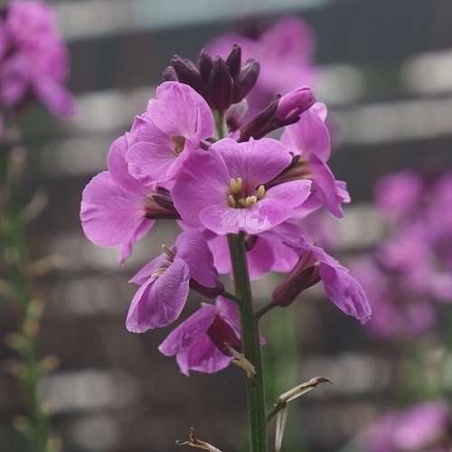 Erysimum Lilac Joy, Wallflower - Pot - Image 2