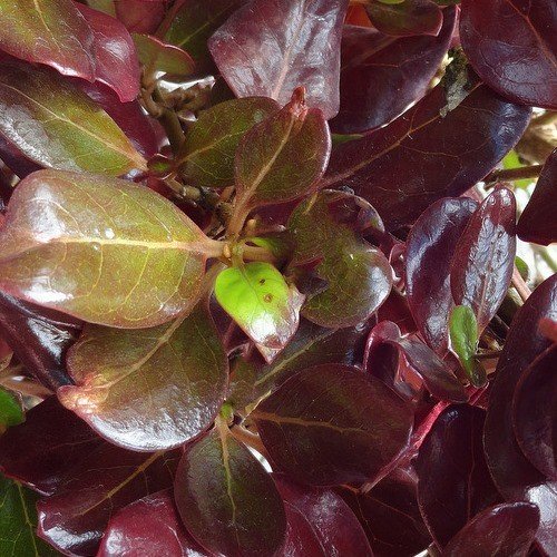 Coprosma Winter Wine - Pb6.5 - Image 2