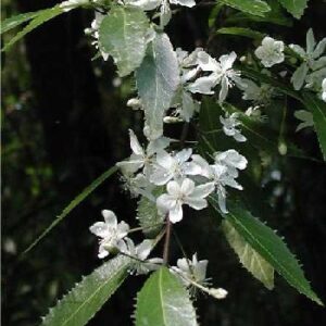 Hoheria angustifolia, Narrow-Leaved Lacebark - Pb6.5