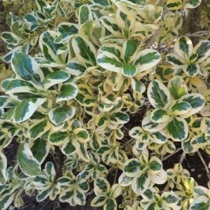 Coprosma Silver Queen - 3.5Ltr (15/35)