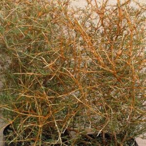 Coprosma Clearwater Gold - 2.5Ltr