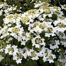 Viburnum plicatum Summer Snowflake - Pb6.5