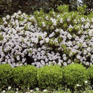 Rhaphiolepis i. Oriental Pearl, Indian Hawthorn
