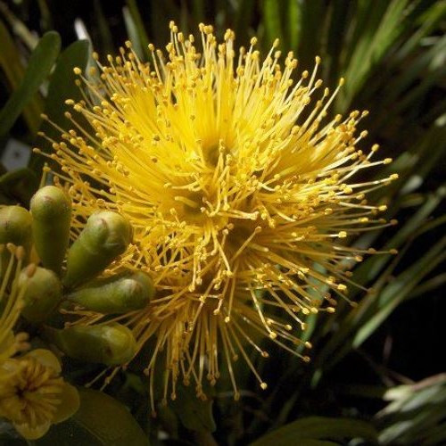 Metrosideros fulgens Gold, Gold Rata - 2.5Ltr
