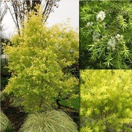 Melaleuca Revolution Gold - Pb5 (20/30)