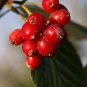 Sorbus aria Lutescens, Whitebeam - Pb28 (1.7/1.9m)