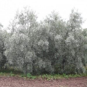 Populus alba Pyramidalis, White Poplar - Pb8