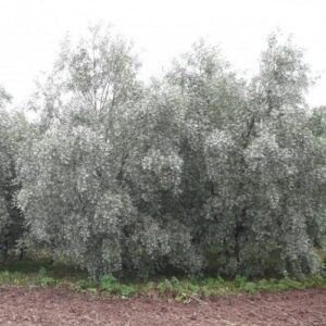 Populus alba Pyramidalis, White Poplar - Pb40