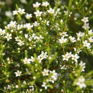 Coleonema Alba, White Breath Of Heaven - Pb5