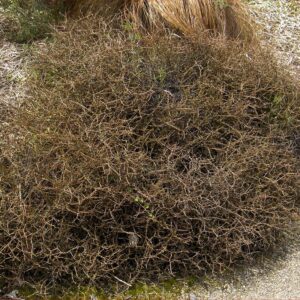 Coprosma acerosa - Pb5 (20/40)