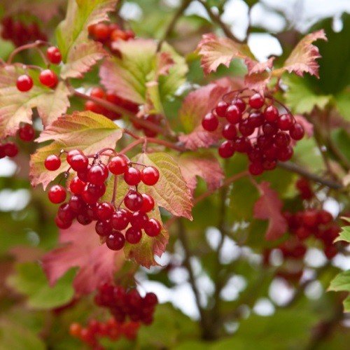 Viburnum trilobum - Pb6.5 - Image 2