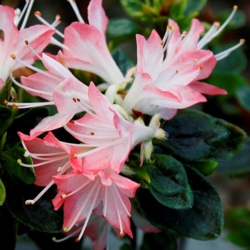 Azalea Starburst - 2.4Ltr - Image 2