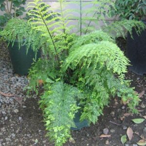 Asplenium bulbiferum, Hen and Chicken Fern - Pb3