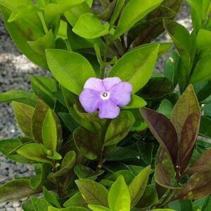 Brunfelsia Tiny Dancer - 3Ltr