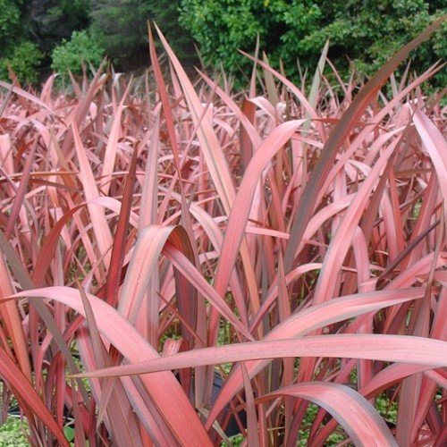 Phormium t. Evening Glow, Flax - Pb5/2Ltr - Image 2