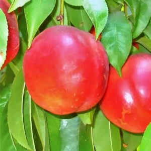 Nectarine Fantasia - Pb18