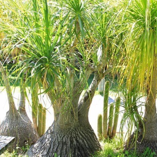 Beaucarnea recurvata, Pony Tail Palm