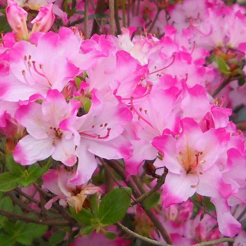 Azalea Komo Kulshan - 1.25Ltr - Image 2