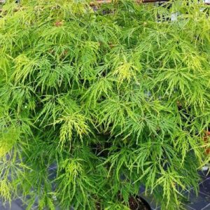 Acer Viridis - Pb28