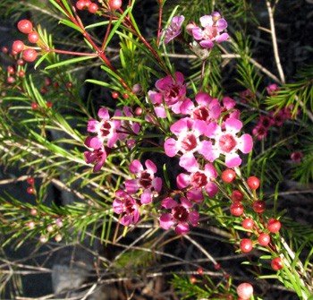 Chamelaucium uncinatum Pink Pride - PB6.5 (20/30)