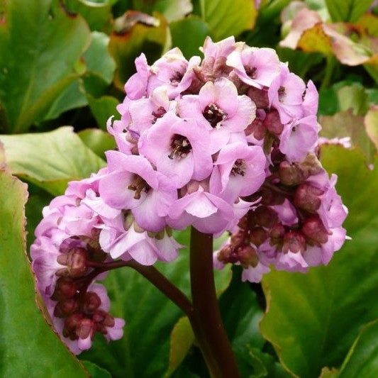 Bergenia cordifolia, Heartleaf Bergenia - Pb5 - Image 3