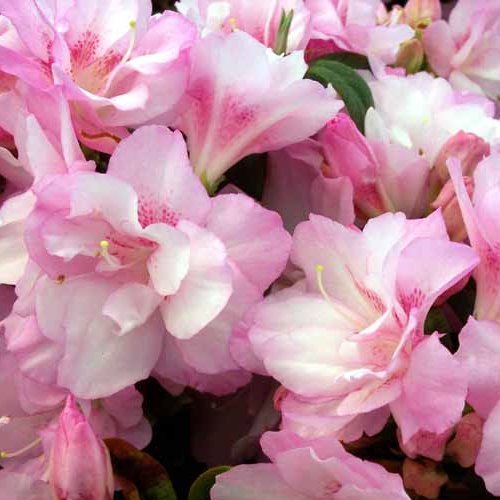 Azalea Anniversary Joy - 1.25Ltr - Image 2