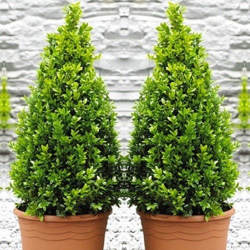 Buxus sempervirens, Cone Topiary - 20/40Ltr - Image 2