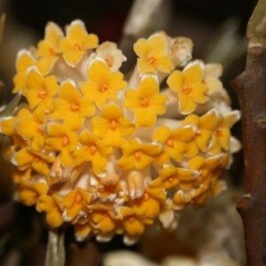 Edgeworthia Grandiflora