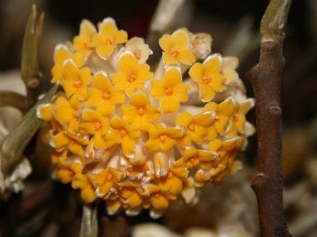 Edgeworthia Grandiflora