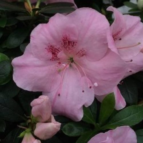Azalea Pink Dream - 1.25Ltr - Image 2