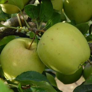 Apple Golden Delicious - Pb12/Pb18
