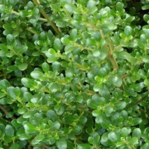 Coprosma Middlemore