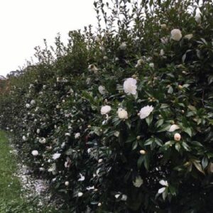 Camellia Early Pearly - Pb40 (1.5m/1.8m)