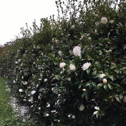 Camellia Early Pearly - Pb40 (1.5m/1.8m)