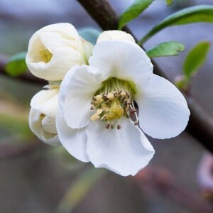 Chaenomeles Yokuku - Pb6.5