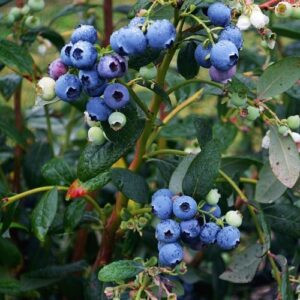 Blueberry Burst - 2Ltr