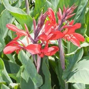 Canna Firebird - 2Ltr
