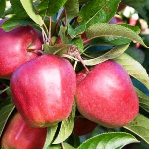 Apple Gloster - Pb12