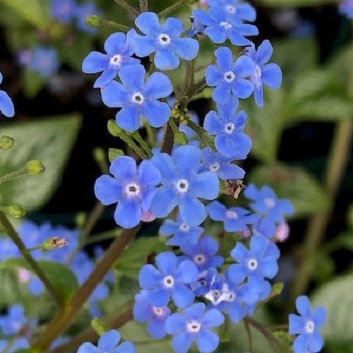 Brunnera Silver Heart, Bugloss - 2Ltr/2.5Ltr - Image 2