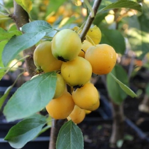Malus Yellow Hornet - 25Ltr