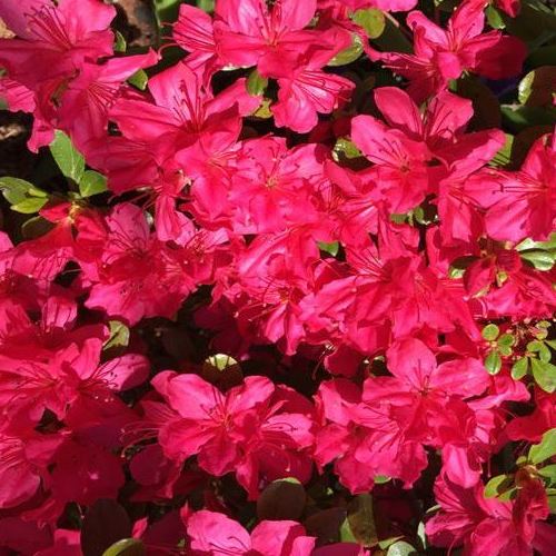 Azalea Hinode Girl - 1.25Ltr - Image 2