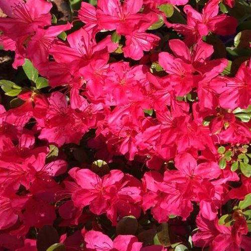 Azalea Hinode Girl - 1.25Ltr