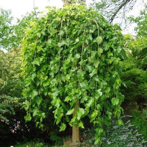 Morus a. Pendula, Weeping Mulberry - Pb40 - Image 2