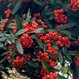 Pyracantha Brilliant, Firethorn - Pb6.5