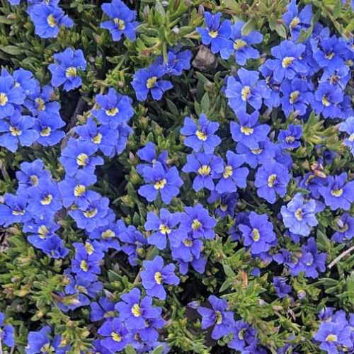 Dampiera diversifolia - Pb6.5 - Image 2